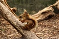 Closeup shot of a squirrel sitting on a tree branch Royalty Free Stock Photo