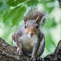 Closeup shot of a squirrel standing on the branch of a tree in the wild Royalty Free Stock Photo