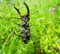 Closeup shot of a stag beetle in a field with green grass and flowers Royalty Free Stock Photo
