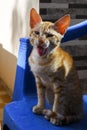 Closeup shot of standing orange Brazilian shorthair cat