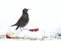 Closeup shot of a starling in the snow eating apple