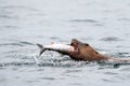 Closeup shot of a Stellar sea lion eating a salmon in Johnstone Strait, Vancouver Island, Canada