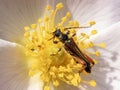 Stenopterus rufus beetle on a yellow flower. Royalty Free Stock Photo