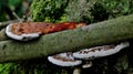 Closeup shot of stereum subtomentosum fungi