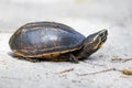 Closeup shot of a Sternotherus odoratus