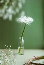 A closeup shot of a still life of white flower on pastel green background, aesthetic composition Royalty Free Stock Photo