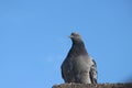 Closeup shot of a stock dove with a blue sky in the background Royalty Free Stock Photo