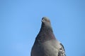 Closeup shot of a stock dove with a blue sky in the background Royalty Free Stock Photo