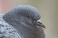 Closeup shot of a stock dove on a blurred background Royalty Free Stock Photo