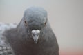 Closeup shot of a stock dove on a blurred background Royalty Free Stock Photo