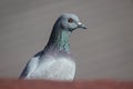 Closeup shot of a stock dove on a blurred background Royalty Free Stock Photo