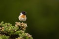 Closeup shot of a stonechat perched on a gorse bush