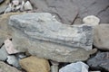 Closeup shot of a fossil of a prehistoric sea creature found on a beach
