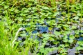 Closeup shot of a stork among the broad-leaved pondweed plants Royalty Free Stock Photo