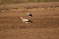 Closeup shot of storks in a field