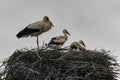 Closeup shot of storks in a nest