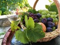 Closeup shot of a straw basket full of white grapes and plums during a sunny day Royalty Free Stock Photo