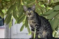 Closeup shot of a striped cat on a dark background, Portrait of striped cat looking something, close up Thai cat Royalty Free Stock Photo