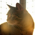 Closeup shot of a striped cat (Felis catus) with green eyes under sun rays