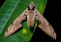 Closeup shot of a striped sphinx moth on a green leaf