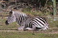 Closeup shot of a striped zebra laying on a grassy green field