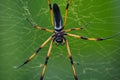 Shot of a stunning Seychelles palm spider perched in its web in Mahe Seychelles Royalty Free Stock Photo