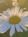 Closeup shot of a sulit daisy, illuminated by the warm sunlight Royalty Free Stock Photo