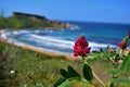 Closeup shot of Sulla coronaria flowers in full bloom near Ghajn Tuffieha Bay in Malta Royalty Free Stock Photo