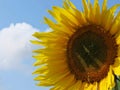 Closeup shot of a sunflower