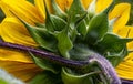 Closeup shot of a sunflower from behind with big fuzzy leaves