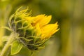 Closeup shot of a sunflower blooming in the field with blur green background Royalty Free Stock Photo