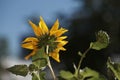 Closeup shot of the sunflower blowing in the wind on blurred background