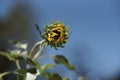 Closeup shot of the sunflower blowing in the wind on blurred background