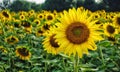 Closeup shot of a sunflower on the field on a blurred background Royalty Free Stock Photo