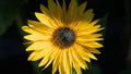 Closeup shot of a sunflower in the garden on blurred background Royalty Free Stock Photo