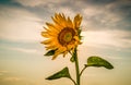 Closeup shot of a sunflower with yellow petals with the view of the patterned sky