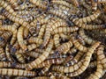 Closeup shot of superworms that can be used as food for fish, amphibians, reptiles, birds Royalty Free Stock Photo