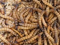 Closeup shot of superworms that can be used as food for fish, amphibians, reptiles, birds Royalty Free Stock Photo