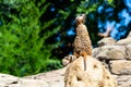 Closeup shot of a suricate on the rock in the zoo at daytime