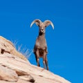 Closeup shot of a surprised bighorn sheep looking forward on the sky background Royalty Free Stock Photo