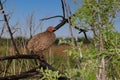 Closeup shot of a Swainson's spurfowl during the day in Africa