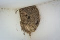 Closeup shot of a swallow`s nest neatly attached to a wall
