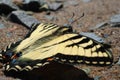 Closeup shot of a swallow tail butterfly lying on the ground Royalty Free Stock Photo