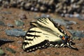 Closeup shot of a swallow tail butterfly lying on the ground Royalty Free Stock Photo