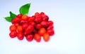 Closeup shot of sweet dogberry with leaves on a white background Royalty Free Stock Photo