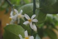 Closeup shot of a sweet line white flower in the blurred background of green leaves.