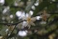 Closeup shot of a sweet line of white flowers in the blurred background of green leaves.