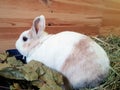 Closeup Shot Of Sweet White Bunny Rabbit In Straw