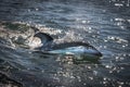 Closeup shot of a swimming dolphin Royalty Free Stock Photo