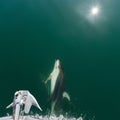 Closeup shot of a swimming dolphin Royalty Free Stock Photo